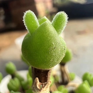 Dicrocaulon Ramulosum, Rare succulent seeds,  10 seeds [SEEDS ONLY]