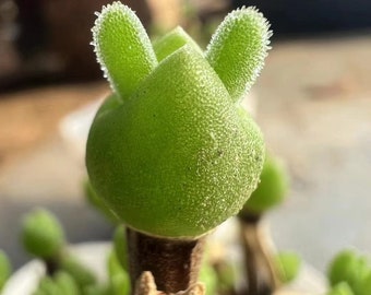 Dicrocaulon Ramulosum, Rare succulent,  10 seeds