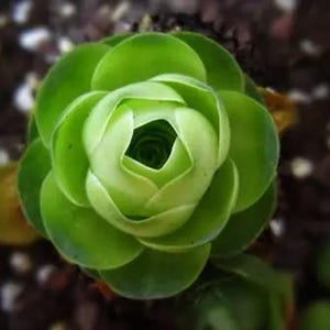 May include: A close-up of a green succulent plant with tightly packed leaves forming a rosette shape.