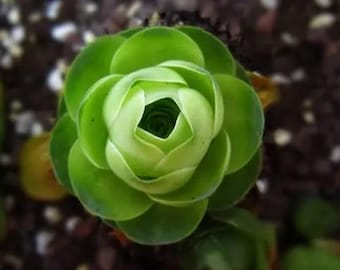 Greenovia aurea, mountain rose, rare succulent, 10 seeds [SEEDS ONLY]