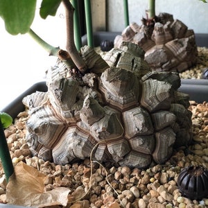 Dioscorea elephantipes, rare cactus, 5 seeds [SEEDS ONLY]