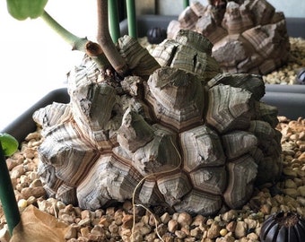 Dioscorea elephantipes, rare cactus, 5 seeds [SEEDS ONLY]