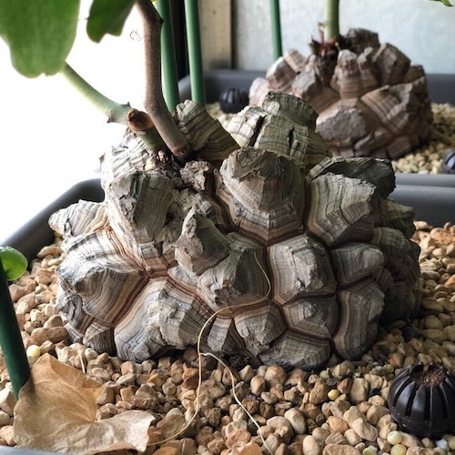 Dioscorea elephantipes, seltener Kaktus, 5 Samen