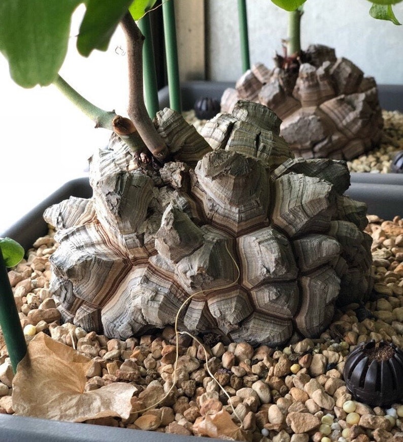 Dioscorea elephantipes, rare cactus, 5 seeds zdjęcie 1