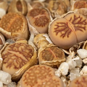 Lithops julii sub julii &#39;Kikushogiyoku&#39;, F085.1A, 10 zaden [ALLEEN ZADEN]