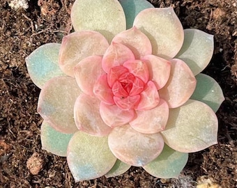 Rare succulent, Echeveria Icy Bliss Candy, 10 seeds