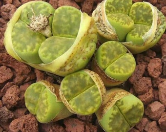 Lithops bromfieldii v insularis "Sulphurea" C362, 10 seeds