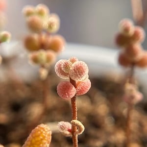 Drosanthemum Floribundum Rice, rare succulent, 10 seeds [SEEDS ONLY]