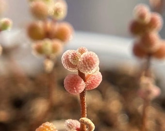 Drosanthemum Globosum Tangerine Candy Ball Rare Succulent