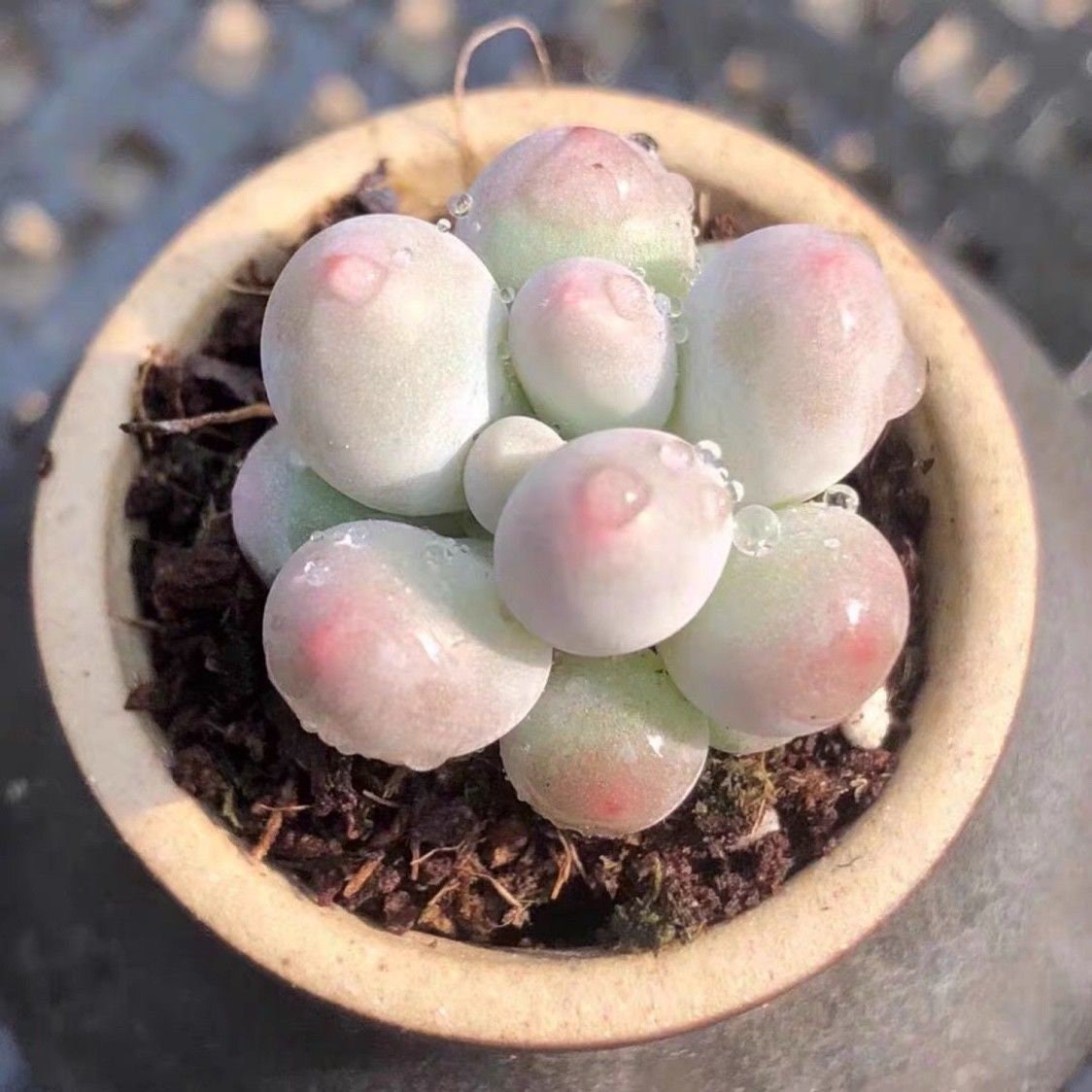 【OZWRT】 SS PachypodiuMan Graciliphant Pachyphytum Oviferum Sp Tangyuan, 10 Seeds [SEEDS ONLY] - Etsy