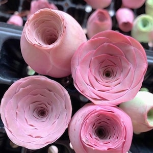 Greenovia Aurea ex El Hierro, Rosa de Montaña Rosa, 10 semillas [SOLO SEMILLAS]