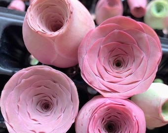Greenovia Aurea ex El Hierro, Pink Mountain Rose , 10 seeds [SEEDS ONLY]