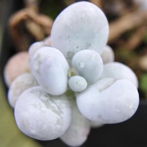 Pachyphytum Oviferum, rare succulent, 10 seeds [SEEDS ONLY]