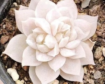 Echeveria Snow White Blossom, rare succulents, 10 seeds