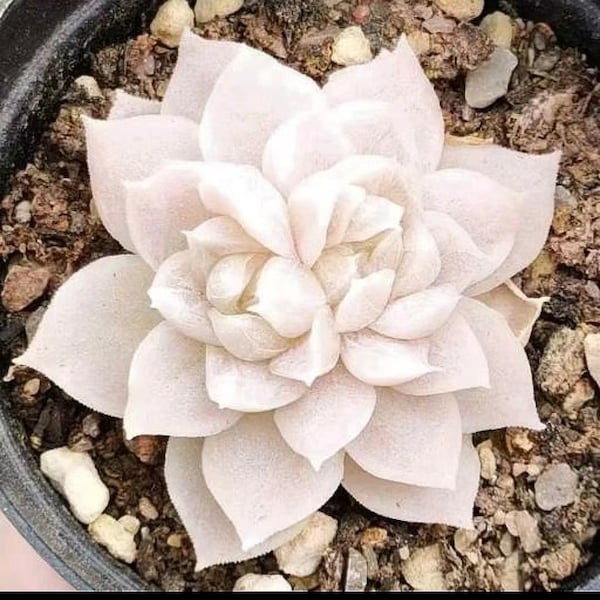 Echeveria Snow White Blossom, rare succulents, 10 seeds