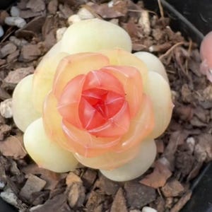 Puede incluir: Una planta suculenta con hojas exteriores de color verde pálido y un centro naranja-rojizo vibrante. Los pétalos de la planta están dispuestos en forma de roseta, asemejándose a una flor. La planta está en maceta en un recipiente oscuro con una mezcla de tierra de corteza y piedras pequeñas.