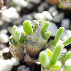 Real plants, Monilaria moniliforme