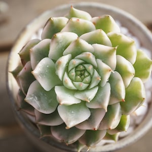 Rare plants, Echeveria Marguerite Variegated