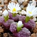 see more listings in the GRAINES : Conophytum section