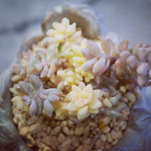 Real plants, Graptopetalum mirinae variegated clusters