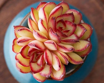 Echeveria pulidonis, rare succulents, 10 seeds