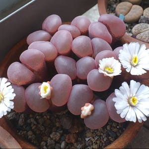 Conophytum friedrichiae, living stone, rare succulent, 10 seeds image 1