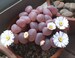 Conophytum friedrichiae, living stone, rare succulent, 10 seeds