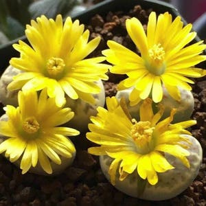 Lithops dorotheae, living stone, rare succulent, 10 seeds image 6