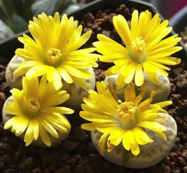 Lithops dorotheae, living stone, rare succulent, 10 seeds image 6