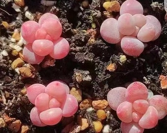 Rara suculenta, Echeveria Rosé Grape, 10 semillas