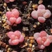 see more listings in the SEEDS: Echeveria section