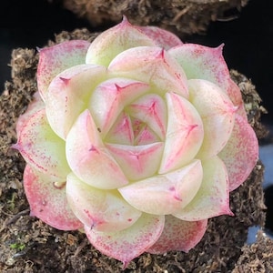 Echeveria Star Ruby Seeds - Rare Succulent (10 Seeds)