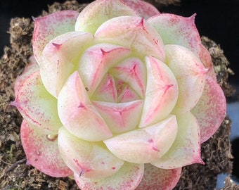 Rare succulent, Echeveria Star Ruby, 10 seeds