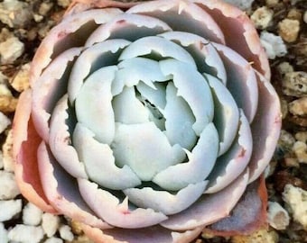 Echeveria simulans ascension, rare succulent, 10 seeds