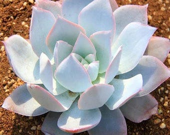 Echeveria Cante, rare succulent,  10 seeds [SEEDS ONLY]