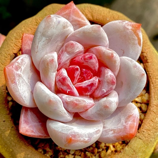 Echeveria Snow Angel (Sugar Heart), Rare succulent,  10 seeds