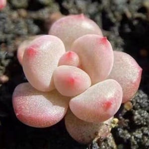 Echeveria Peach Princess, rare succulents, 10 seeds [SEEDS ONLY]