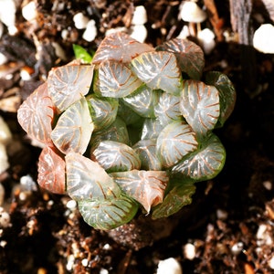 Rare plants, Haworthia cooperi var. truncata