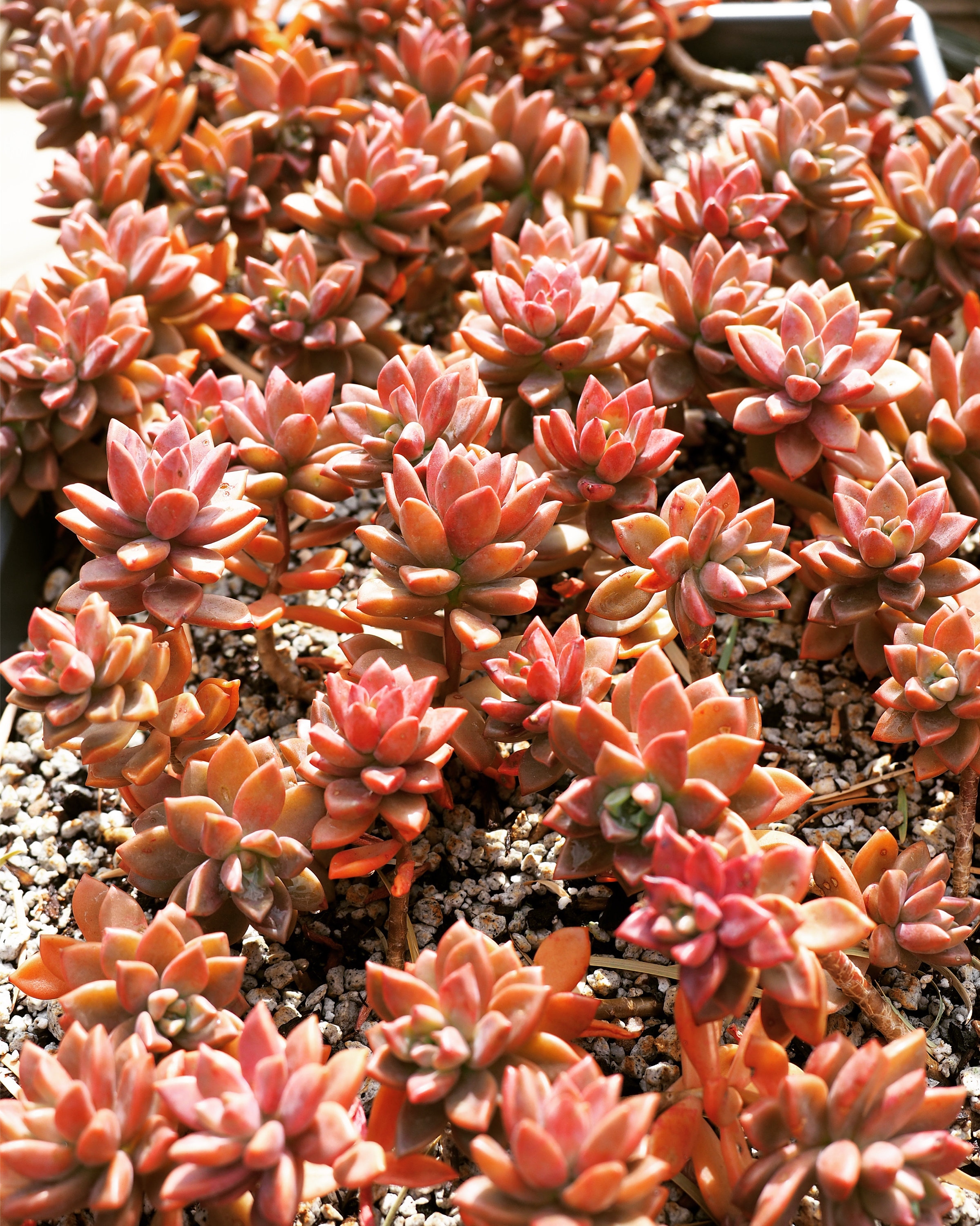 Real Plants, Graptoveria Gilva - Etsy