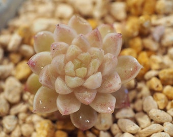 Real plants, Echeveria Gem Jenny