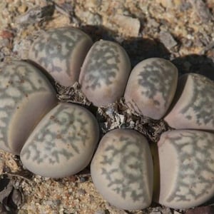 Lithops geyeri C274, 10 seeds [SEEDS ONLY]
