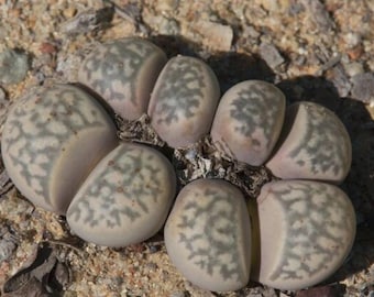 ブルーリトープス多肉植物の種：希少な生きた石100個 - Etsy 日本