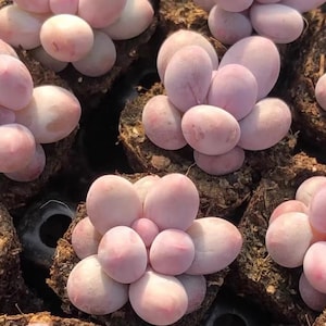 Pachyphytum Oviferum Cheese,  10 seeds [SEEDS ONLY]