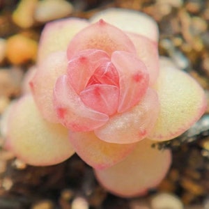 Rare succulent seeds, Echeveria Japanese Silver Crystal, 10 seeds [SEEDS ONLY]