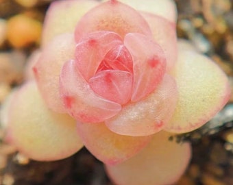 Rara suculenta, Echeveria Cristal de Plata Japonés, 10 semillas