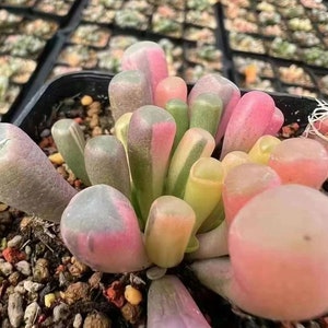 Fenestraria Aurantiaca variegated , rare succulent, 10 seeds [SEEDS ONLY]