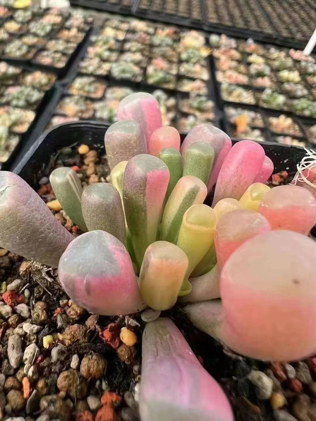 Selaginella - Etsy 日本