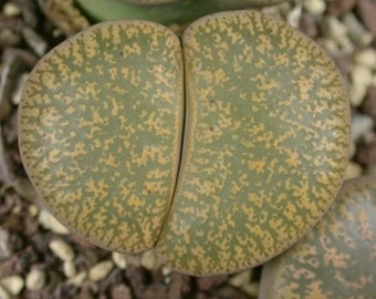Lithops Lesliei C026, 10 semillas