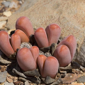 Tanquana Prismatica, rare living stone, 10 seeds