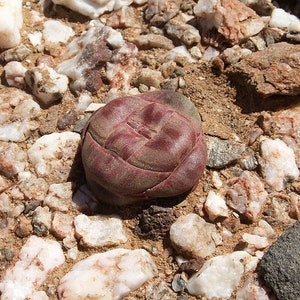 May include: A close-up of a small, round, reddish-purple succulent plant with textured, layered leaves. The plant is surrounded by small rocks and pebbles of various colors, including white, tan, and gray. A few small green plants are also visible.